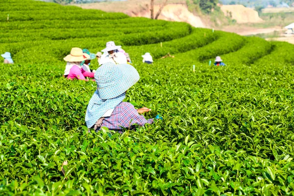 Colheita de chá verde — Fotografia de Stock