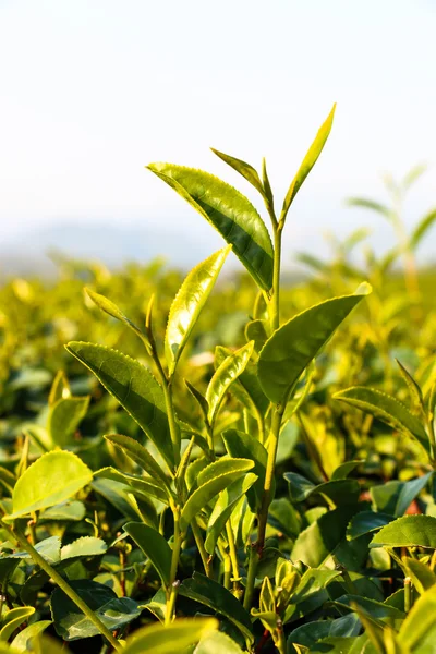 Té verde — Foto de Stock