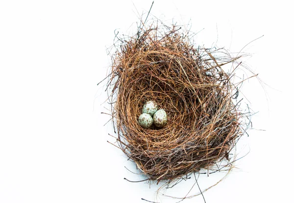 Birdness és a tojás fehér háttér — Stock Fotó