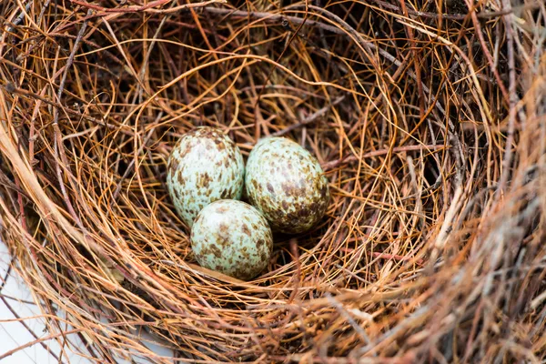 Birdness と白い背景の上の卵 — ストック写真