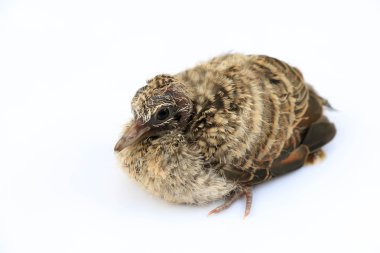 Beyaz arka planda küçük kuş