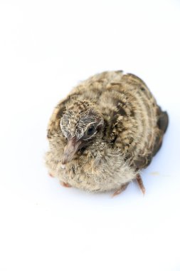 Beyaz arka planda küçük kuş