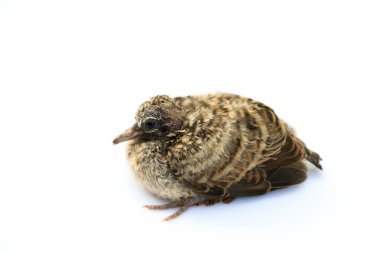 Beyaz arka planda küçük kuş