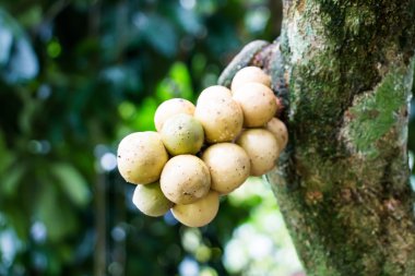 longkong ağaç üzerinde