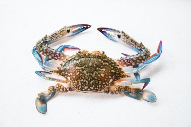 beyaz arkaplanda yengeç