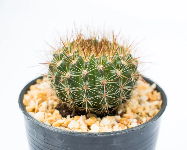 Cactus on white background — Stock Photo, Image