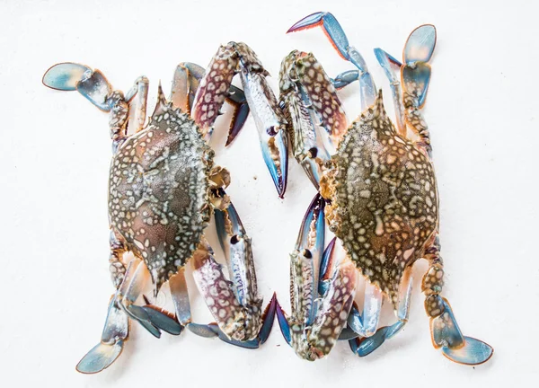 Crab on white background — Stock Photo, Image