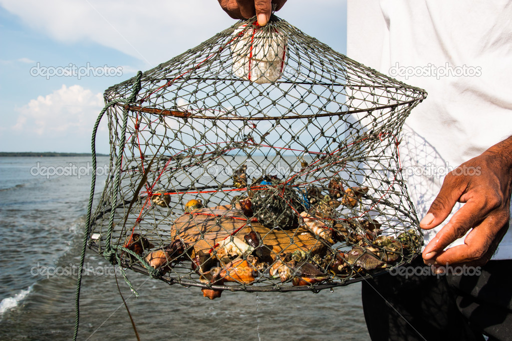 Crab in net