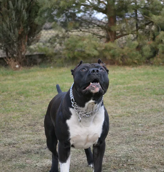 American Pit taureau Terrier Images De Stock Libres De Droits