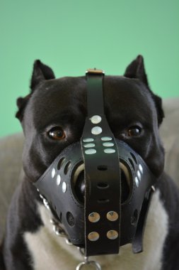 Pitbull terrier americano