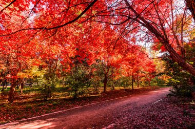 Nanhu Park, Changchun, Çin 'de sonbahar manzarası