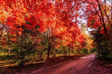 Nanhu Park, Changchun, Çin 'de sonbahar manzarası