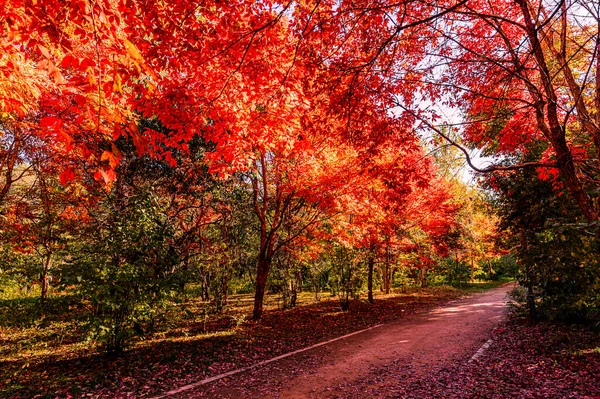 Autumn Scenery Red Leaves Nanhu Park Changchun China — Stock Photo, Image