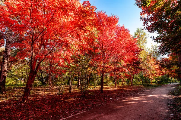 Осенний Пейзаж Красных Листьев Парке Наньху Чанчунь Китай — стоковое фото