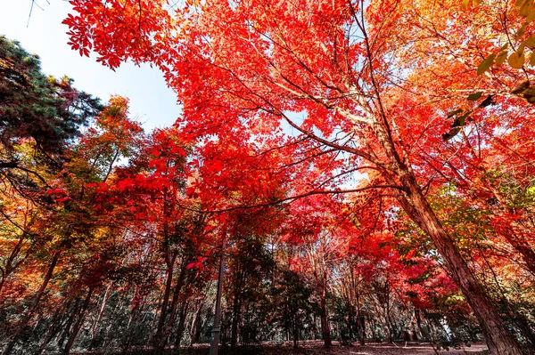 Осінні Краєвиди Червоного Листя Парку Нанху Чанчунь Китай — стокове фото