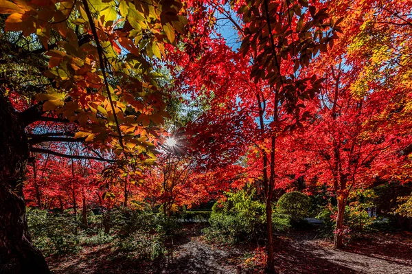 Осенний Пейзаж Красных Листьев Парке Наньху Чанчунь Китай — стоковое фото