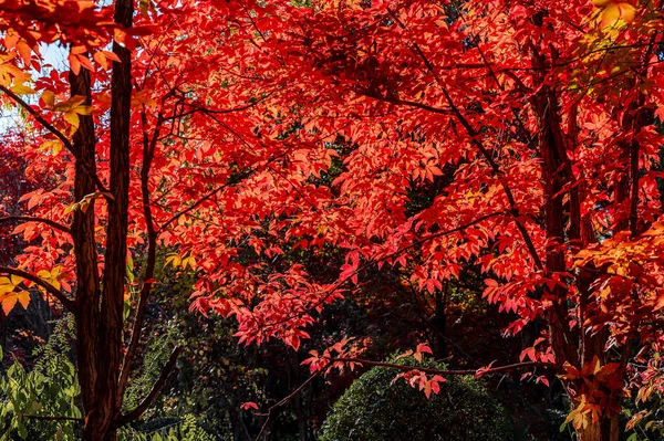 Herbstlandschaft Roter Blätter Nanhu Park Changchun China — Stockfoto