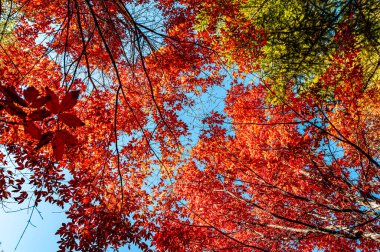 Nanhu Park, Changchun, Çin 'de sonbahar manzarası