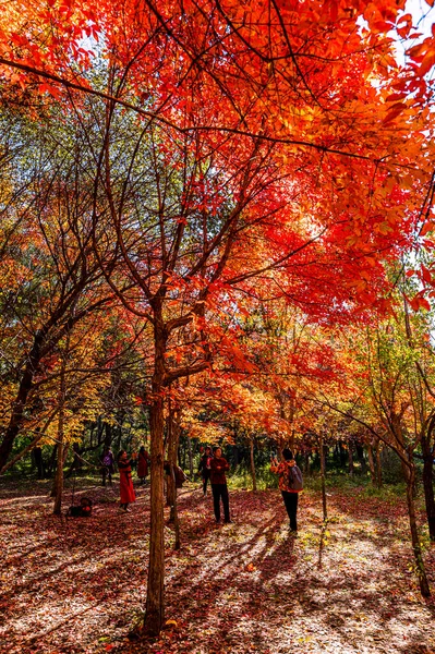 Φθινόπωρο Τοπίο Των Κόκκινων Φύλλων Στο Πάρκο Nanhu Changchun Κίνα — Φωτογραφία Αρχείου