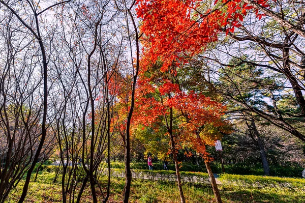 Paysage Automnal Feuilles Rouges Dans Parc Nanhu Changchun Chine — Photo