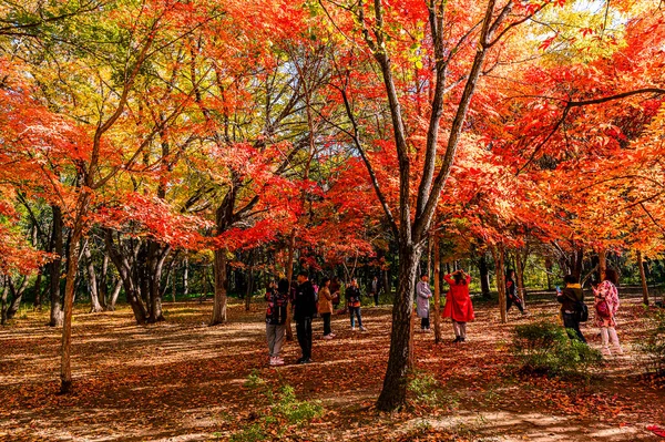 Herbstlandschaft Aus Roten Blättern Nanhu Park Changchun China — Stockfoto