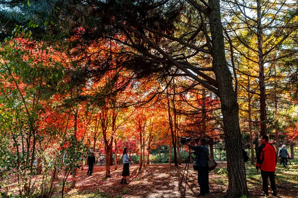 Autumn Landscape Red Leaves Nanhu Park Changchun China — Stock Photo, Image