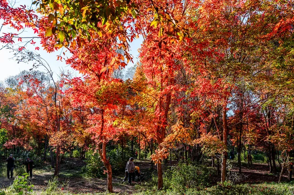 Autumn Landscape Red Leaves Nanhu Park Changchun China — Stock Photo, Image