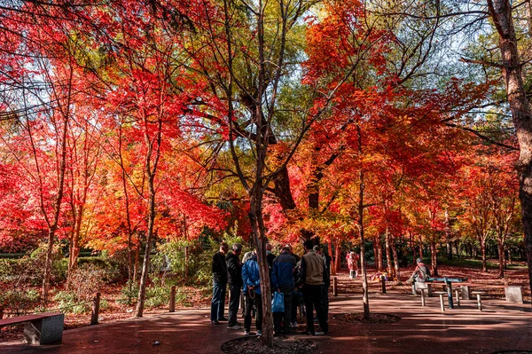 Autumn Landscape Red Leaves Nanhu Park Changchun China — Stock Photo, Image