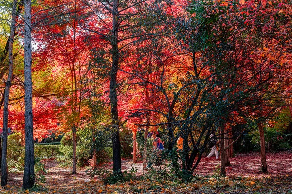 Φθινόπωρο Τοπίο Των Κόκκινων Φύλλων Στο Πάρκο Nanhu Changchun Κίνα — Φωτογραφία Αρχείου