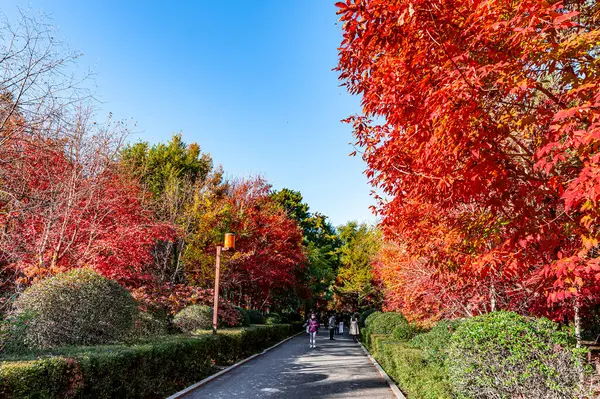 Herbstlandschaft Aus Roten Blättern Nanhu Park Changchun China — Stockfoto