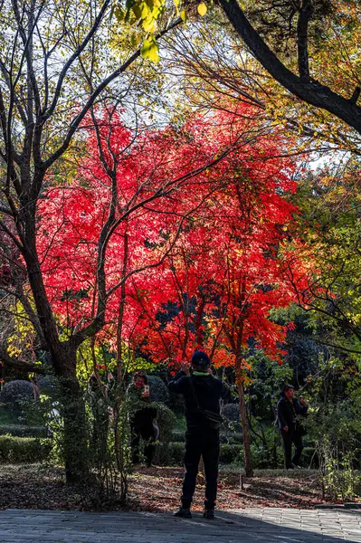 Paysage Automnal Feuilles Rouges Dans Parc Nanhu Changchun Chine — Photo