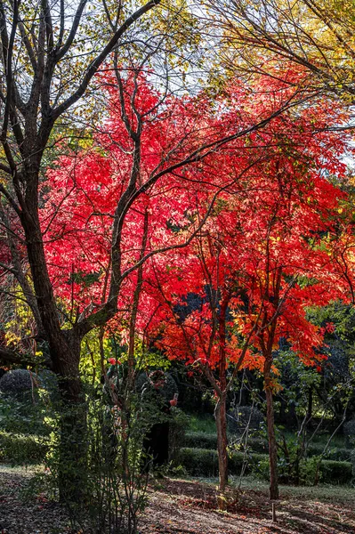 Jesienny Krajobraz Czerwonych Liści Nanhu Park Changchun Chiny — Zdjęcie stockowe