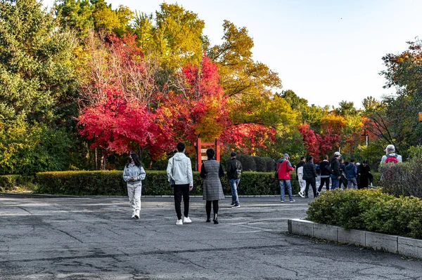 Осенний Пейзаж Красных Листьев Парке Наньху Чанчунь Китай — стоковое фото