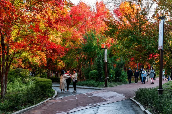 Nanhu Park Changchun Çin Sonbahar Manzarası — Stok fotoğraf