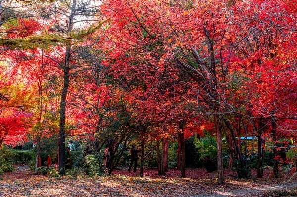 Podzimní Krajina Červených Listů Nanhu Park Changchun Čína — Stock fotografie