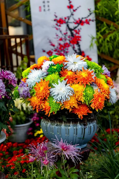 Chrysanten Bloeien Herfst — Stockfoto