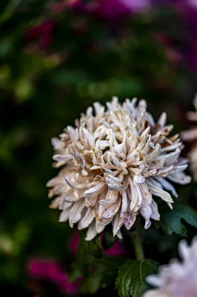 Chrysanthèmes Fleurissant Automne — Photo