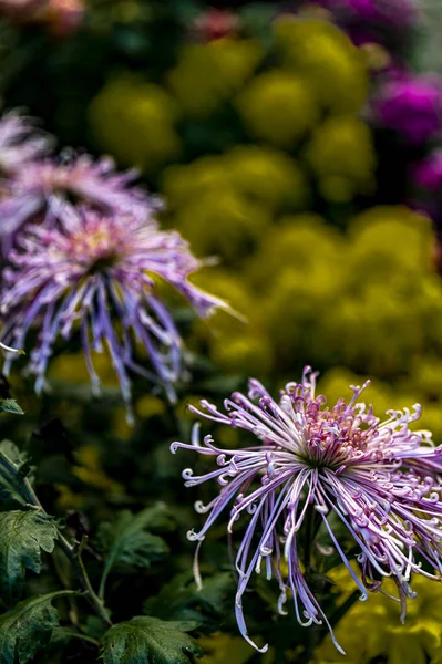 Chrysanthèmes Fleurissant Automne — Photo