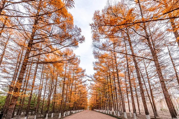 Route Dans Paysage Automne Automne Jardin Baimu Changchun Chine — Photo