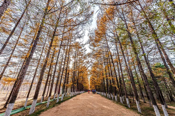 Golden Road Ősz Ősz Táj Baimu Garden Changchun Kína — Stock Fotó