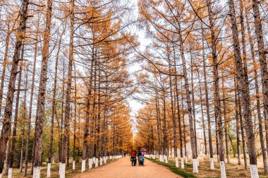 Çin 'in Changchun kentindeki Baimu Bahçesinin Sonbahar-Sonbahar Sahnesi Altın Yol