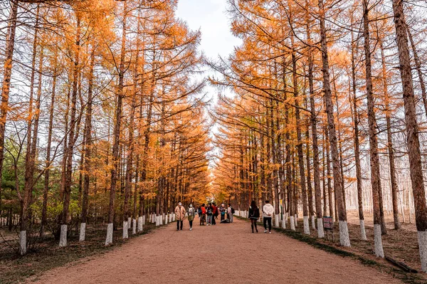 Golden Road Ősz Ősz Táj Baimu Garden Changchun Kína — Stock Fotó