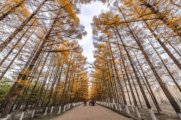 Golden Road Ősz Ősz Táj Baimu Garden Changchun Kína — Stock Fotó