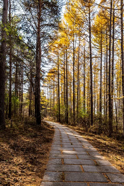 Őszi Táj Jingyuetan Nemzeti Erdészeti Park Changchun Kína — Stock Fotó