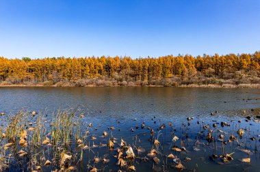 Jingyuetan Ulusal Orman Parkı, Changchun, Çin sonbahar manzarası