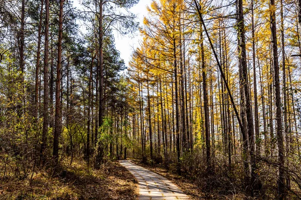 Paysage Automne Parc Forestier National Jingyuetan Changchun Chine — Photo