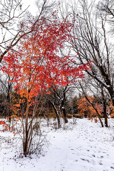 Первый Снег Начале Зимы Зимний Пейзаж Парке Наньху Чанчунь Китай — стоковое фото