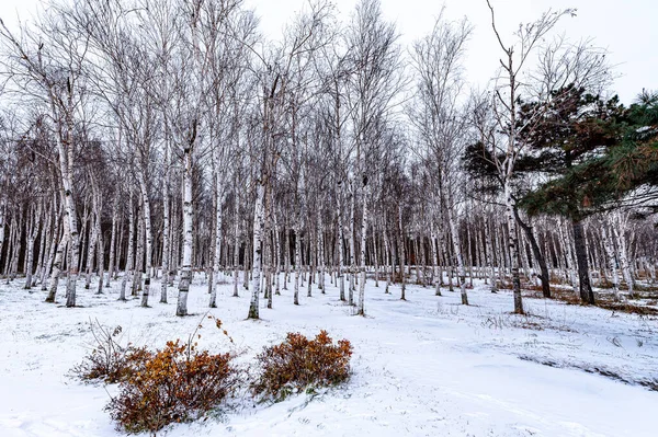 Der Erste Schnee Frühen Winter Winterlandschaft Nanhu Park Changchun China — Stockfoto
