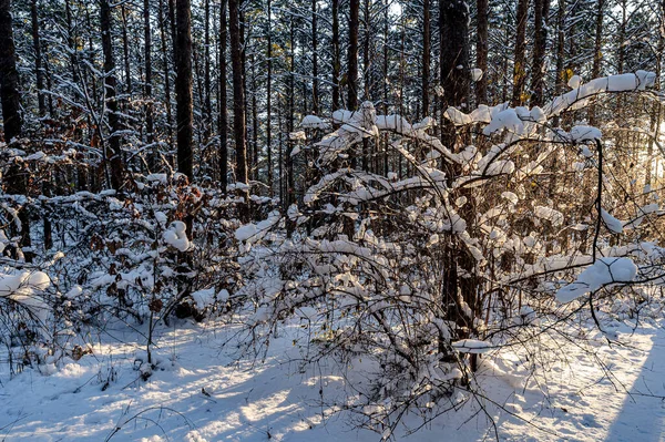 Landschaft Des Jingyuetan National Forest Park Changchun China Nach Dem — Stockfoto