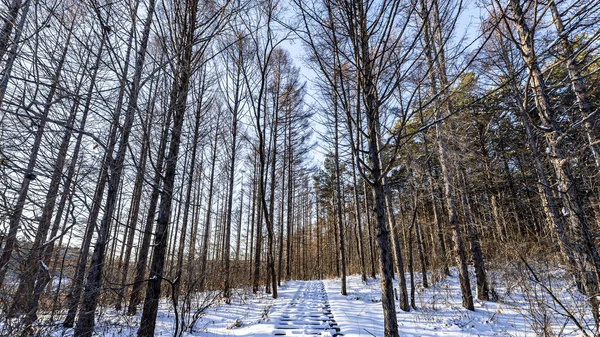 Waldlandschaft Des Jingyuetan National Forest Park Changchun China Nach Dem — Stockfoto